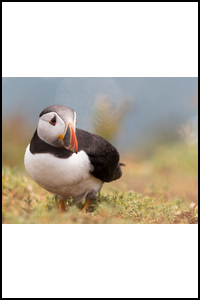 Image Scaled to Fit the Available Space With Aspect Ratios