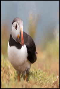 Stretching and Cropping an Image With Aspect Ratios